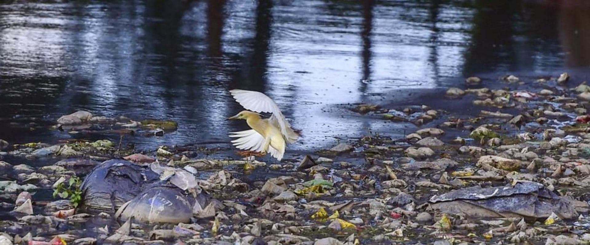 What are the top 5 environmental issues that come to mind?