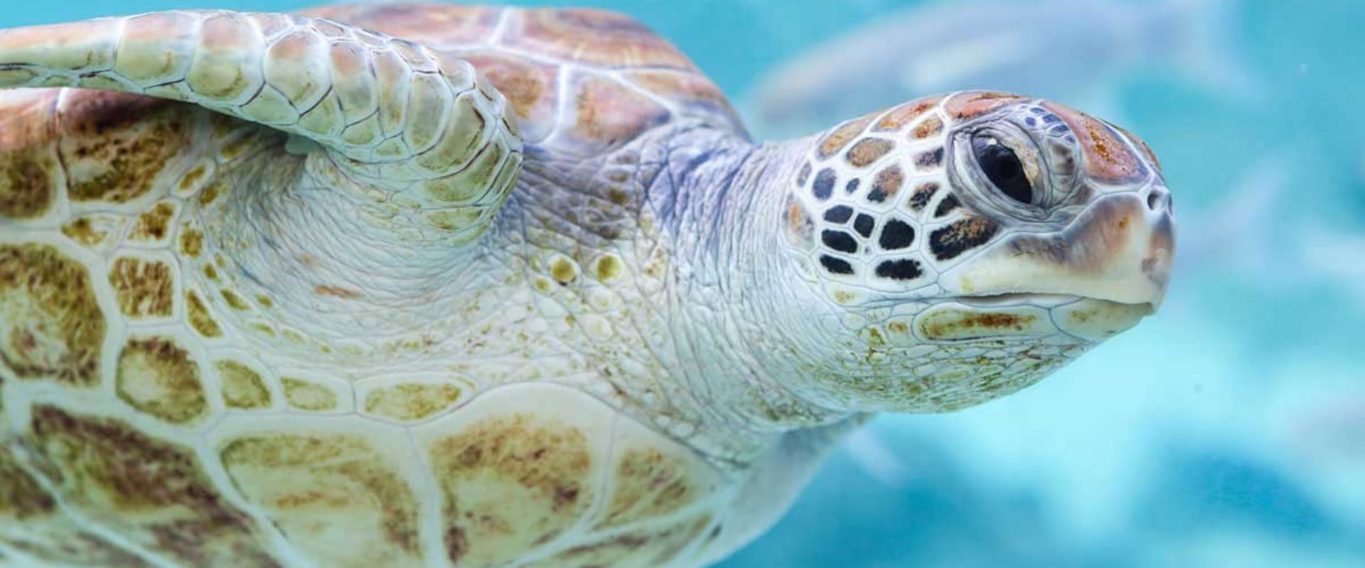 What are the 3 major environmental problems and how can we solve them?