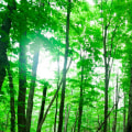 How can we solve environmental problems?