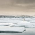 The Importance of Environmentalism: A Perspective from an Expert