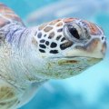 What are the 3 major environmental problems and how can we solve them?